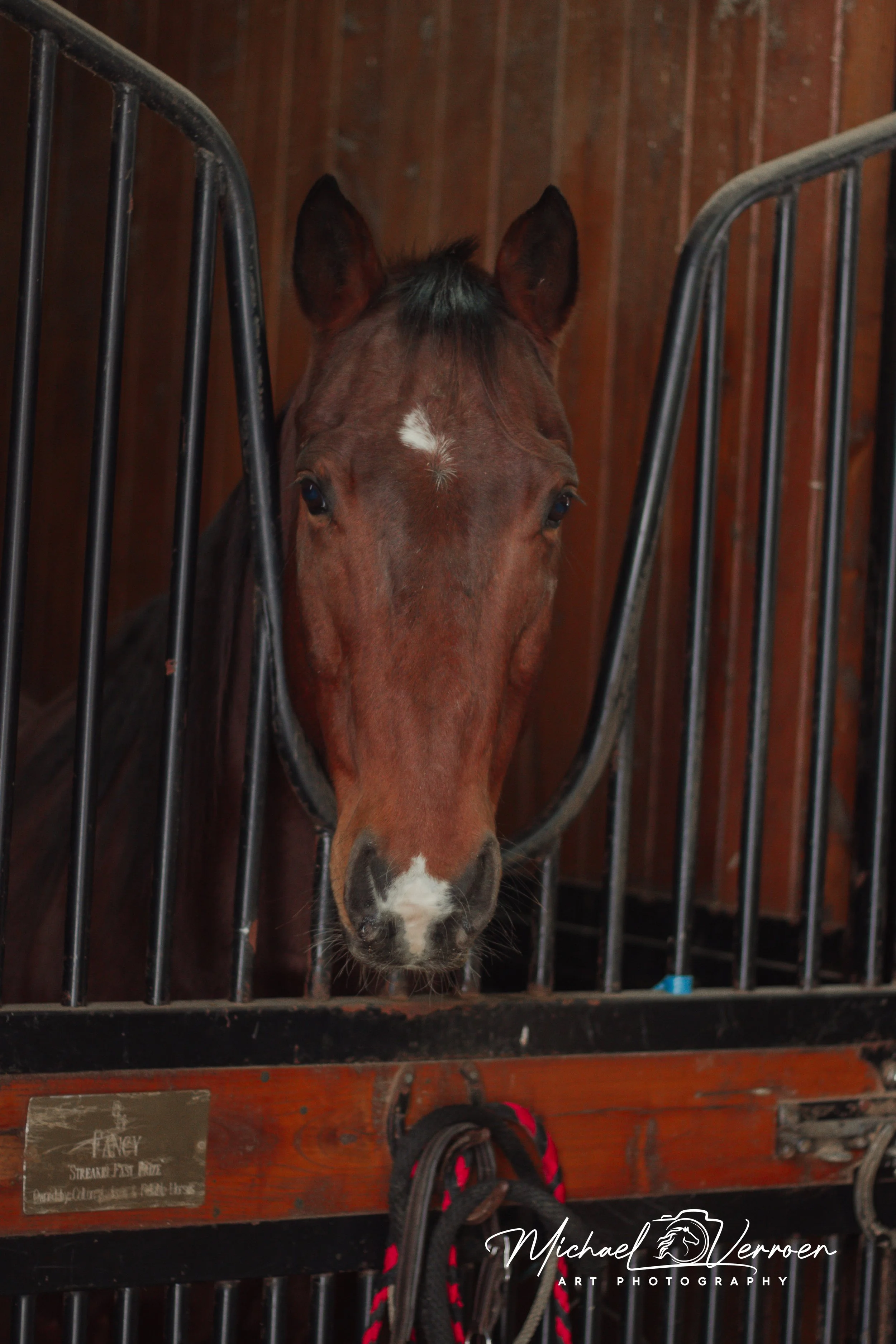 A brown horse with a white star on its forehead looking out from a stall with black metal bars and wooden walls.