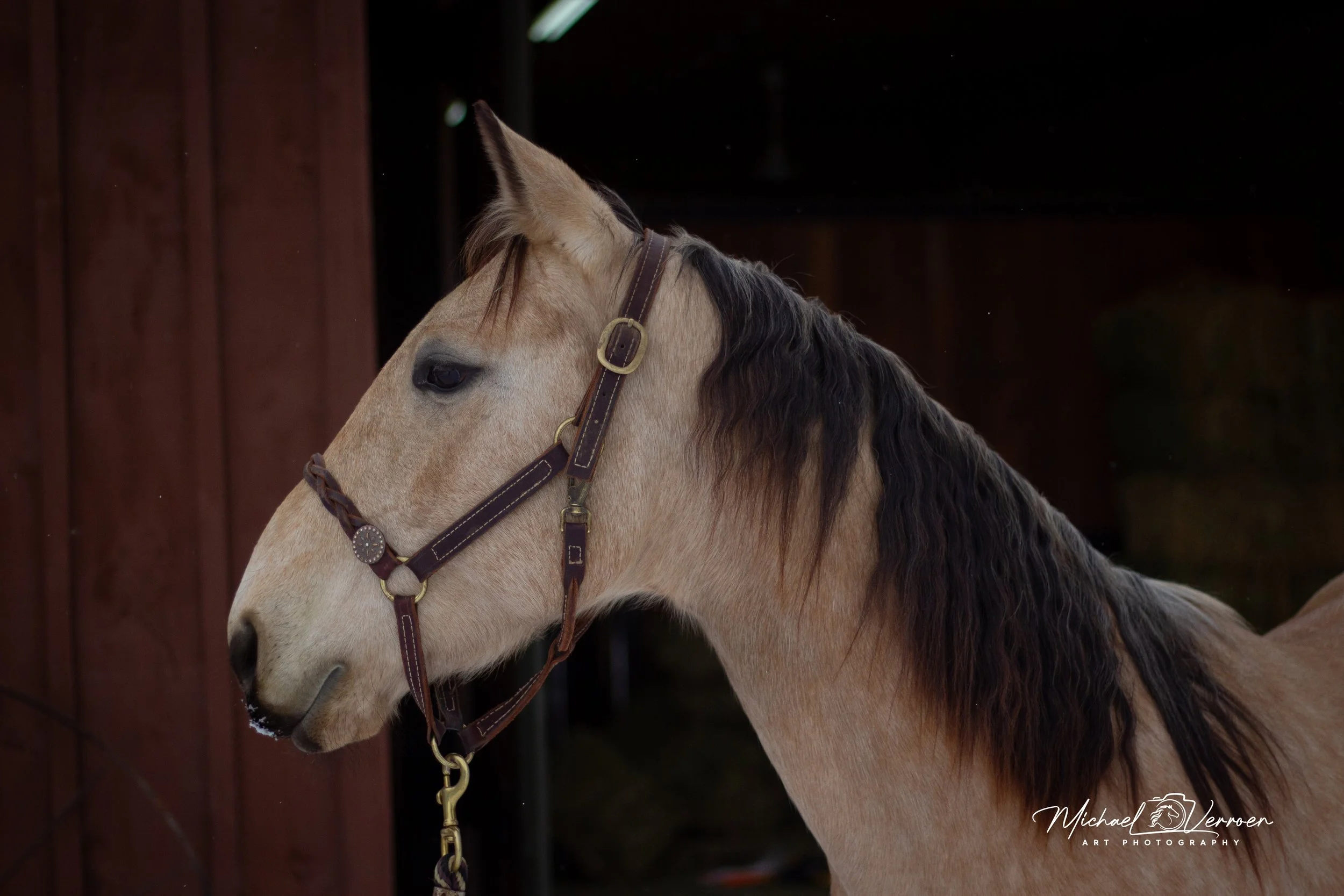 Profile of a light tan horse with a dark mane, wearing a brown bridle, standing in front of a wooden barn