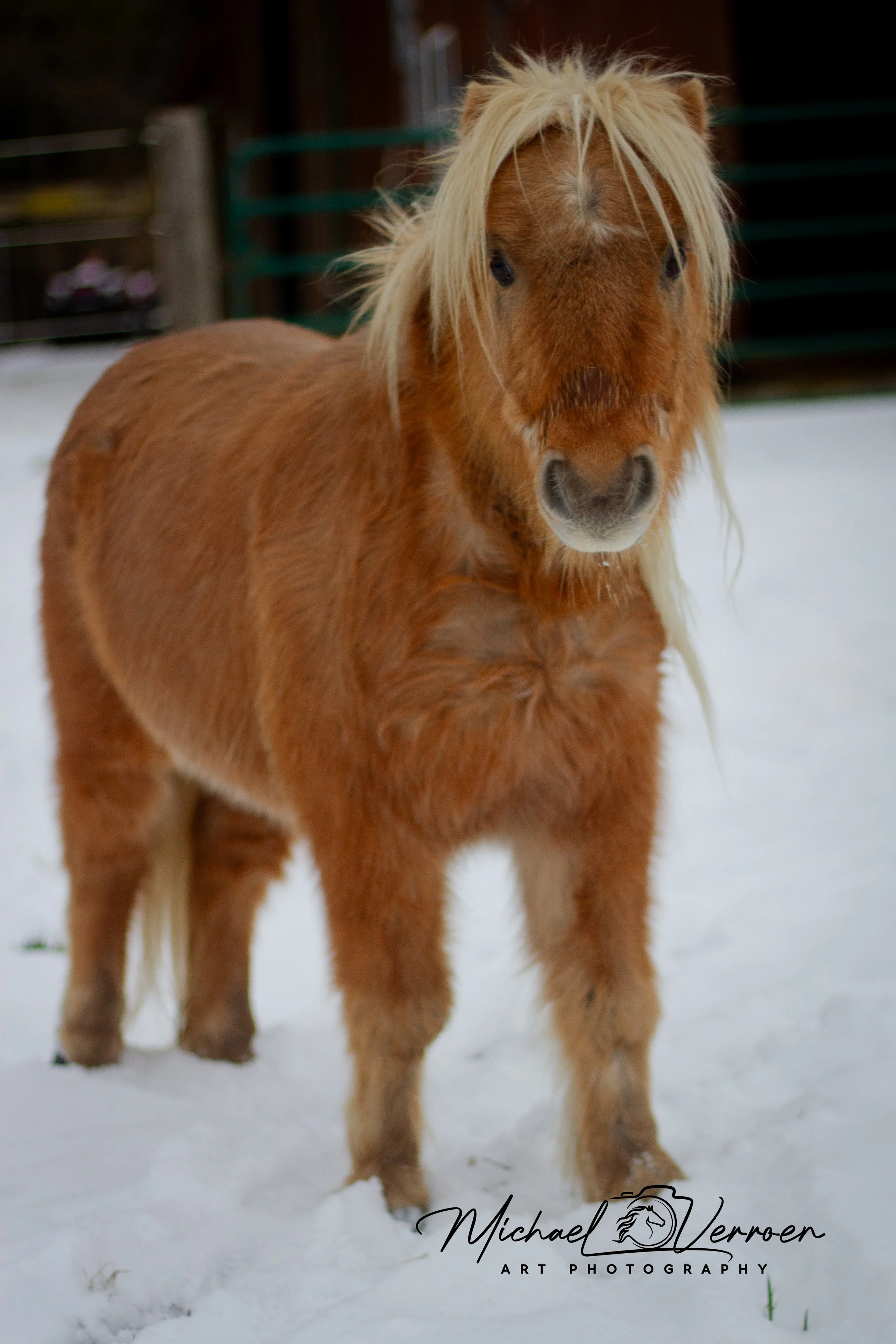 A brown miniature horse with a blonde mane standing on snow.