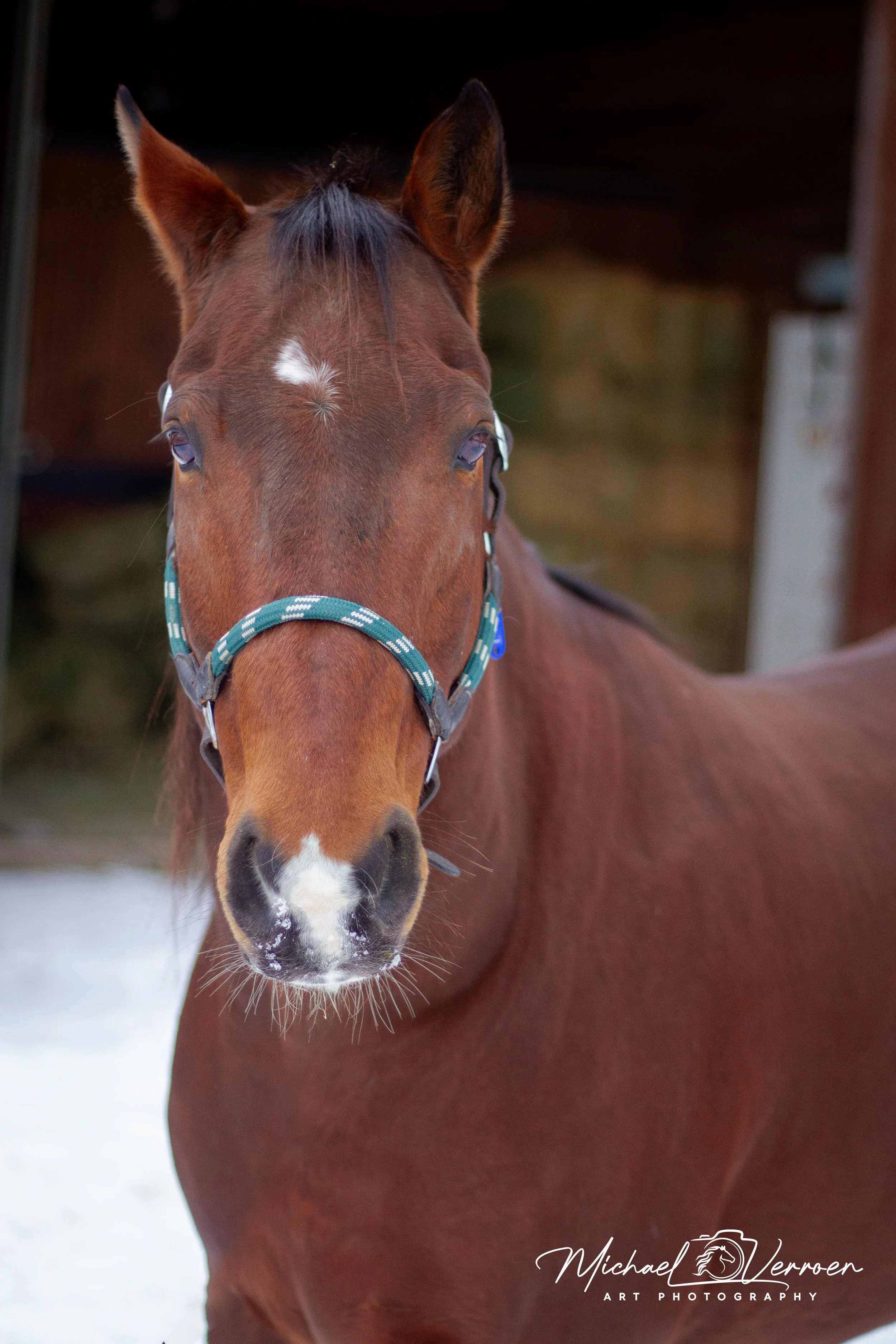 Close-up of a brown horse with a white star-shaped mark on its forehead, wearing a green halter, in a snowy outdoor setting.