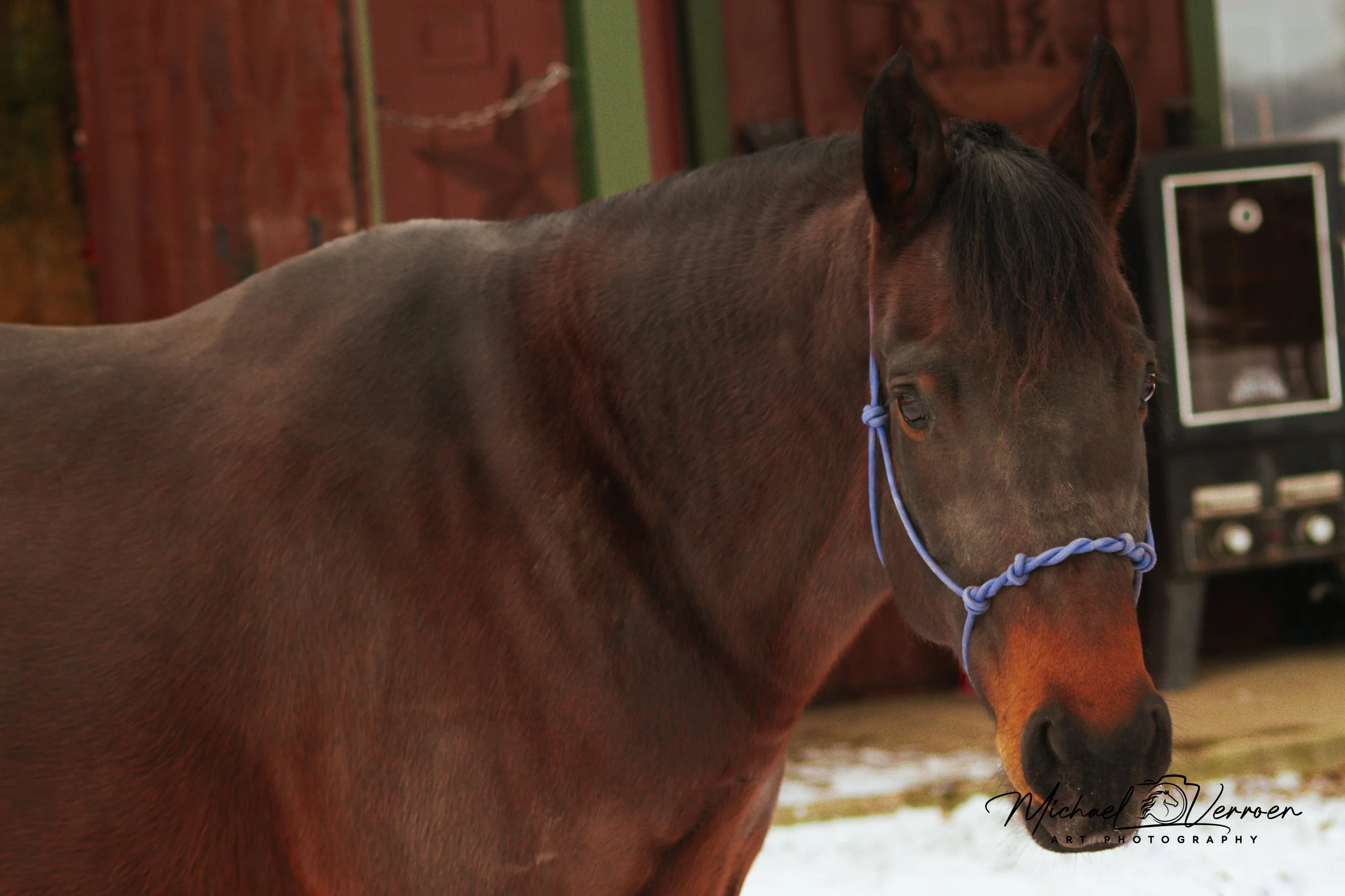 A brown horse with a blue halter standing outside near a red barn and a black stereo machine.