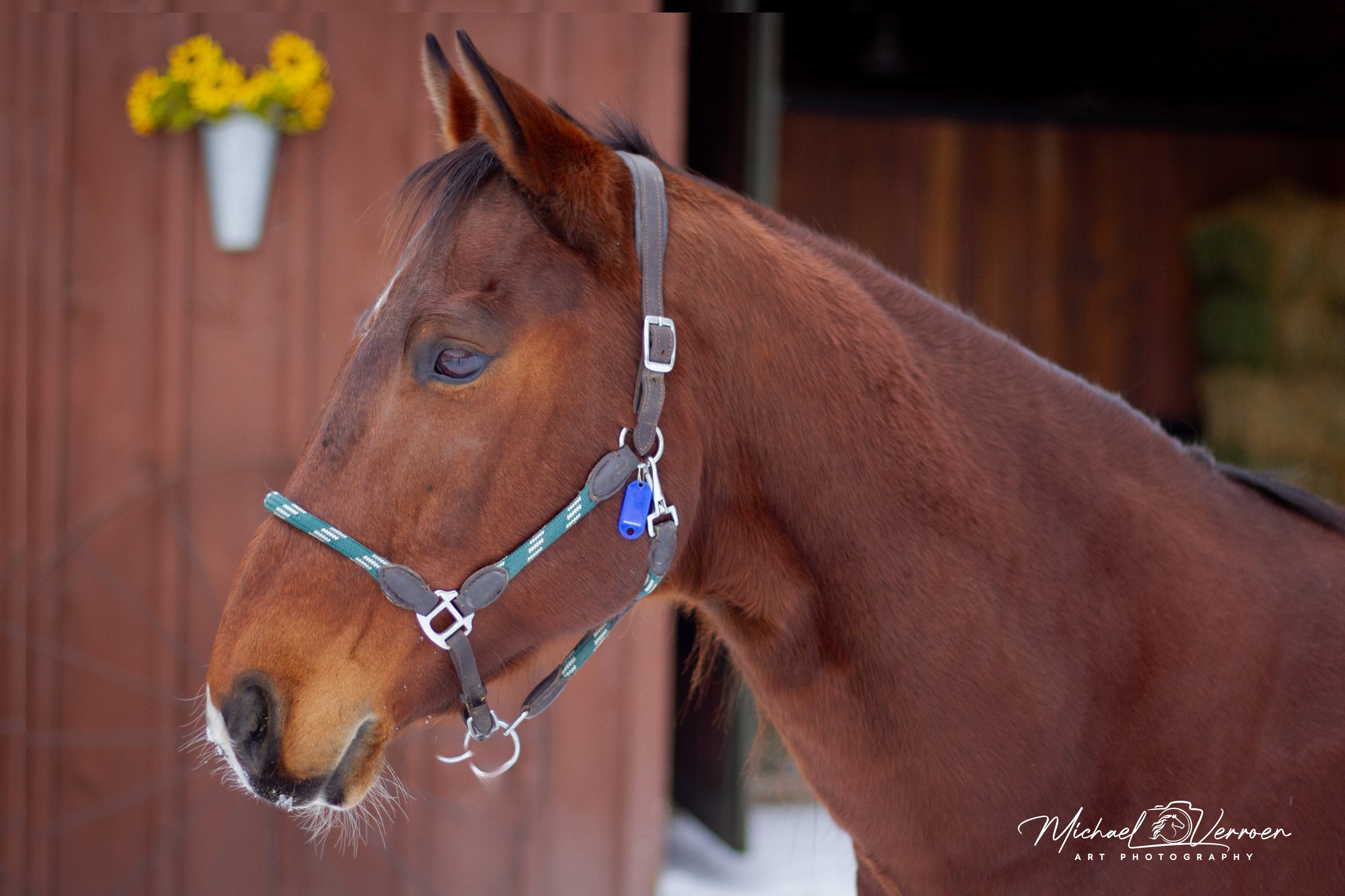 A close-up of a brown horse with a green and white halter, standing against a wooden shed with a flower arrangement on the wall.