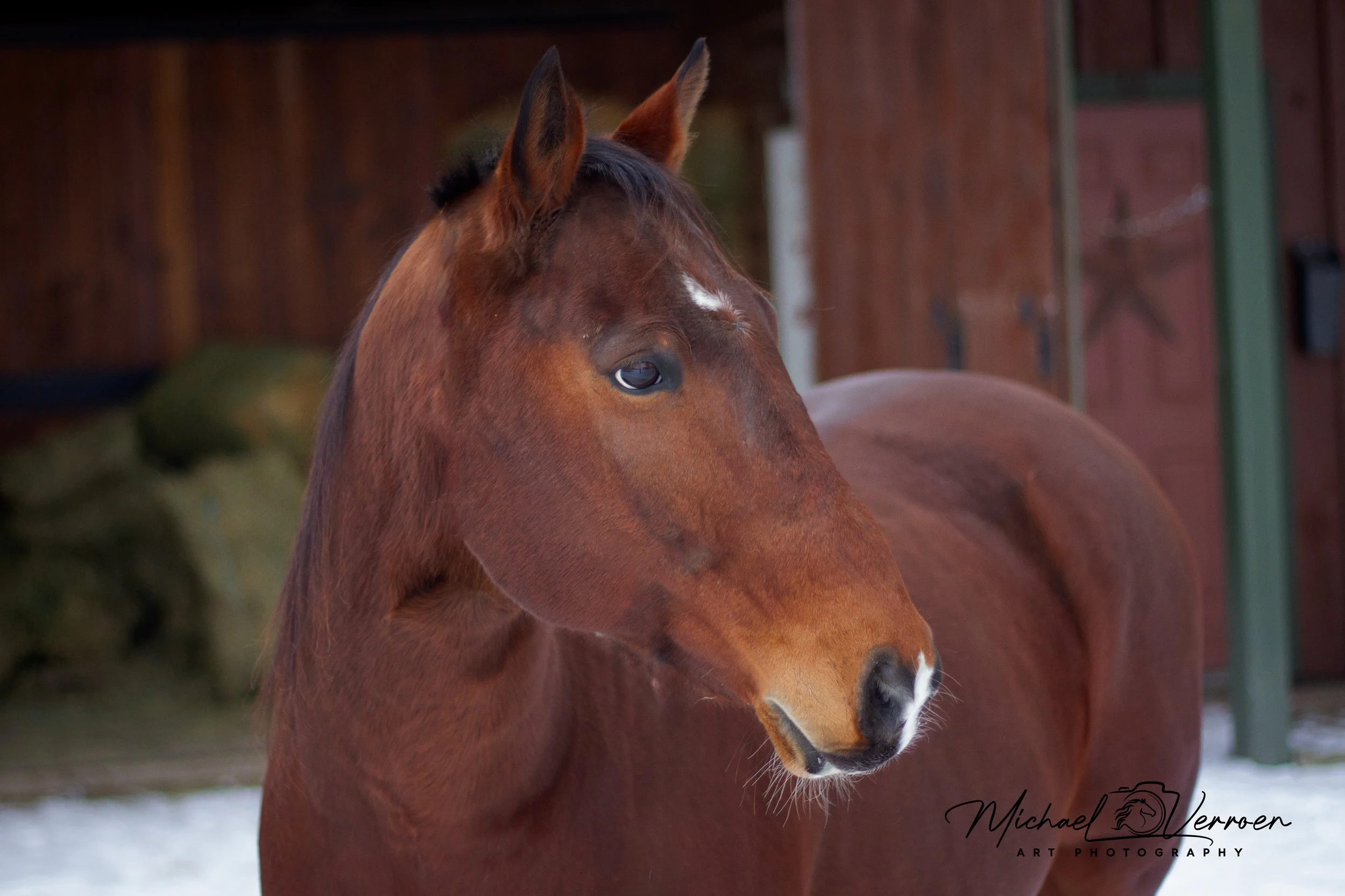 Close-up of a brown horse with a dark mane, standing outdoors in a barn or stable