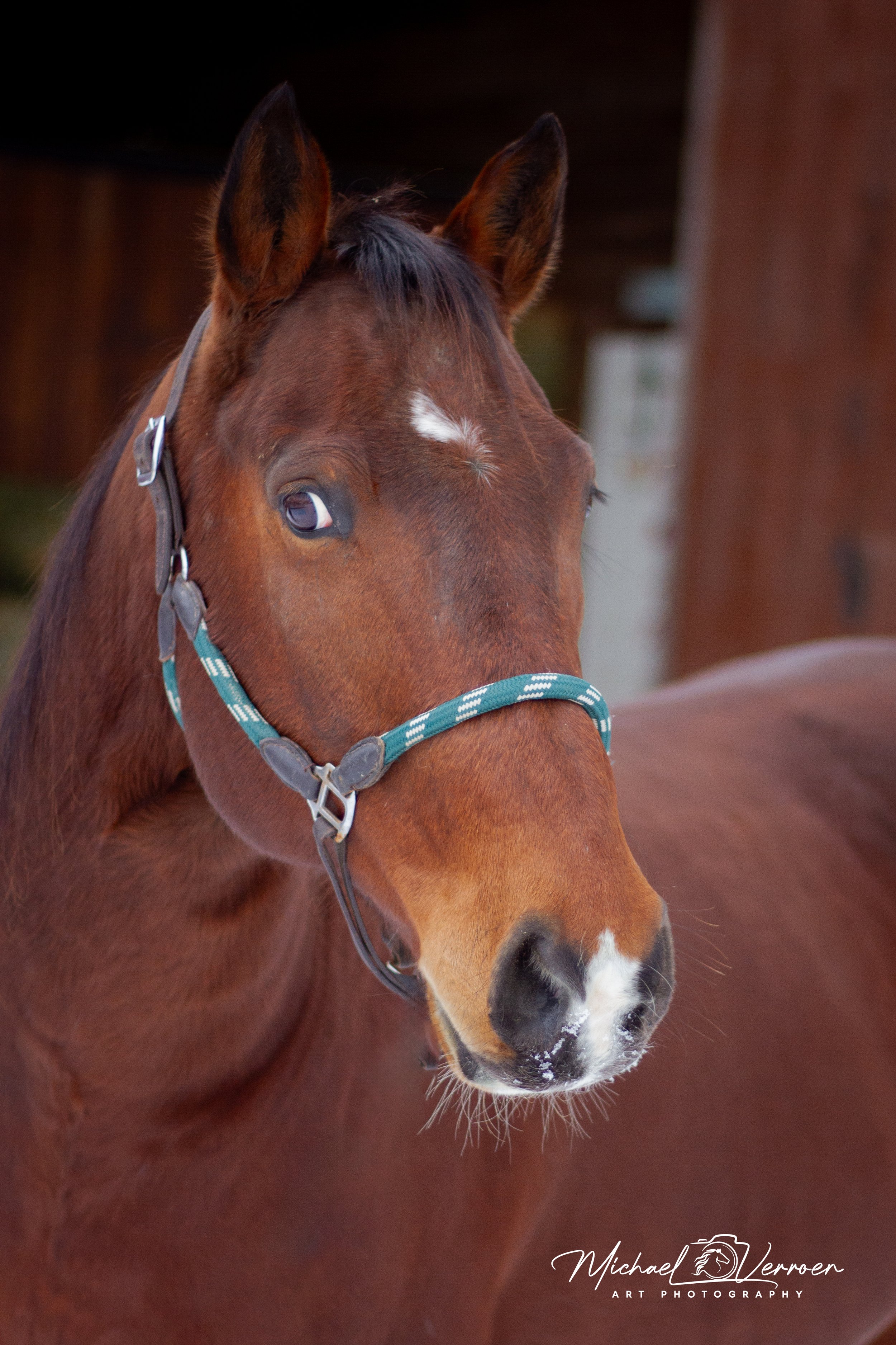 Close-up of a brown horse with a white marking on its forehead, wearing a teal halter, standing outdoors.