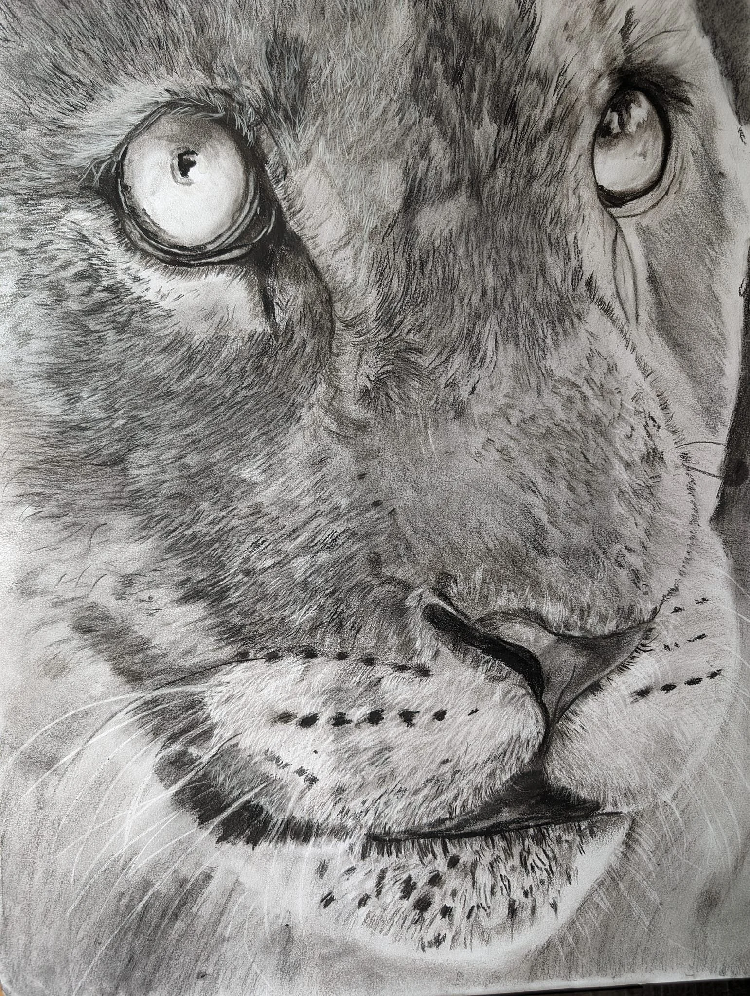 Close-up pencil drawing of a lion's face, focusing on its eyes, nose, and mouth.