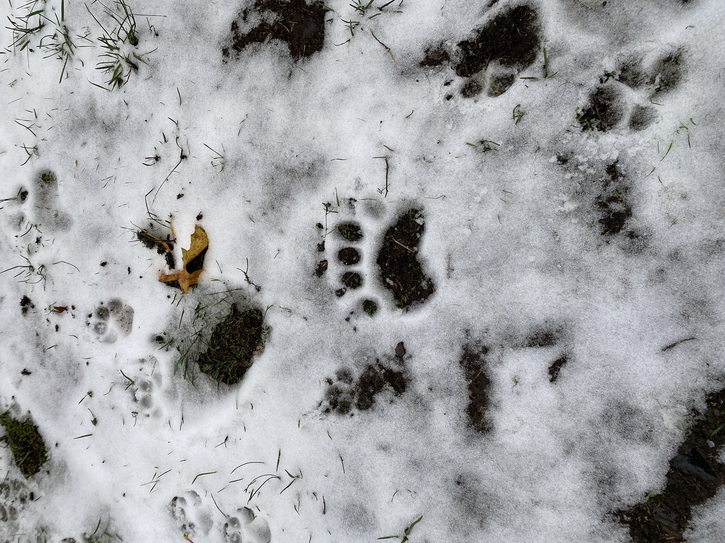 bear tracks.JPG