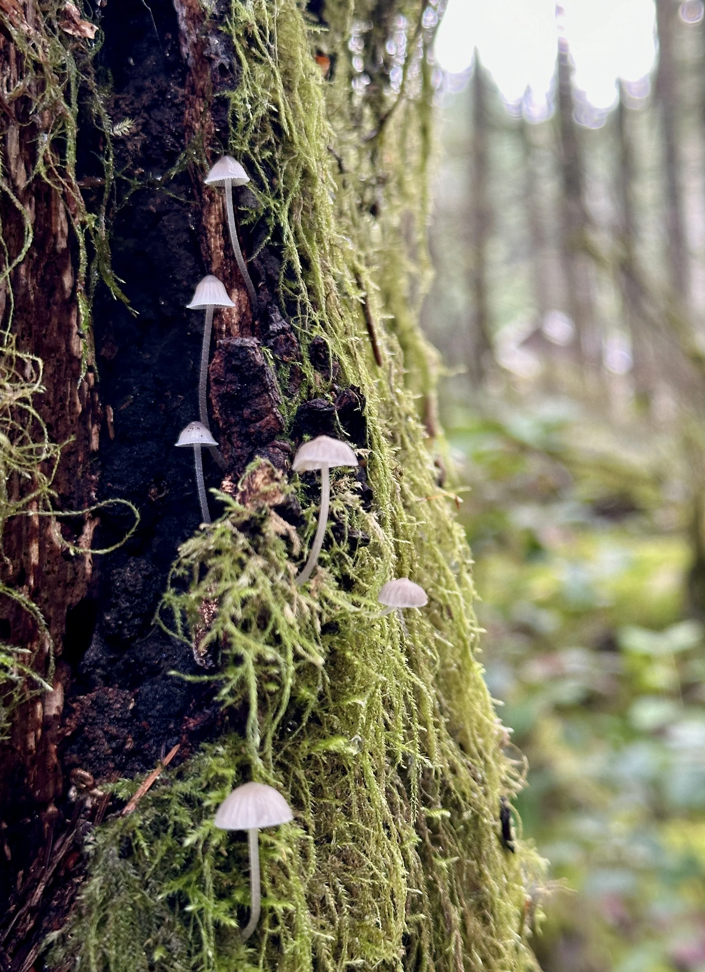 Copy of IMG_1908.JPG