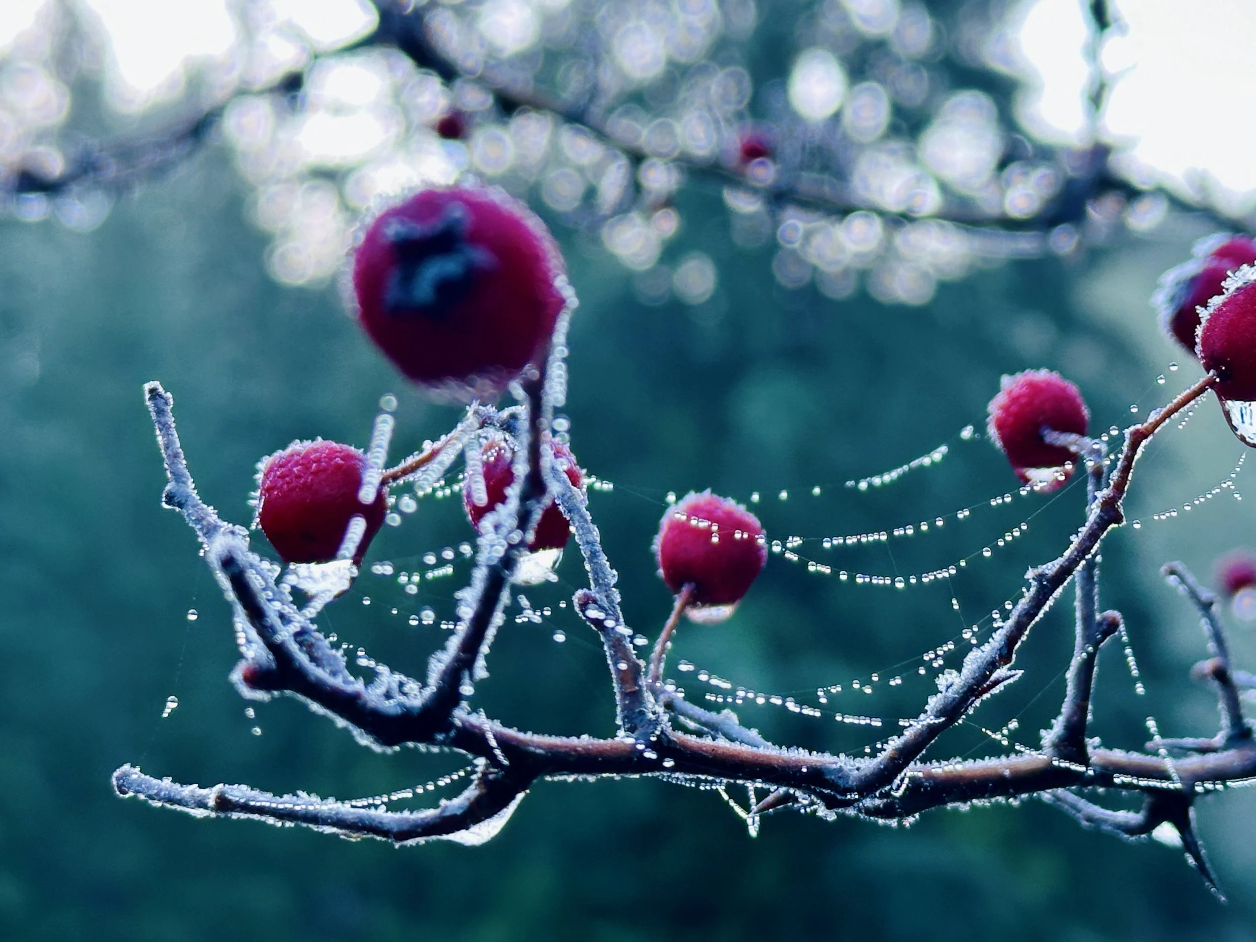 Copy of IMG_1865.JPG