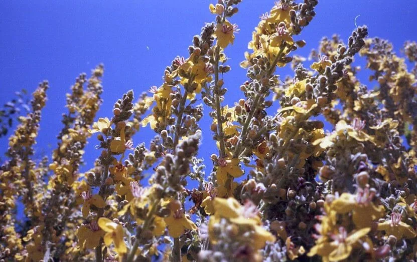 Tops of stalks of pale yellow flowers against bright blue sky