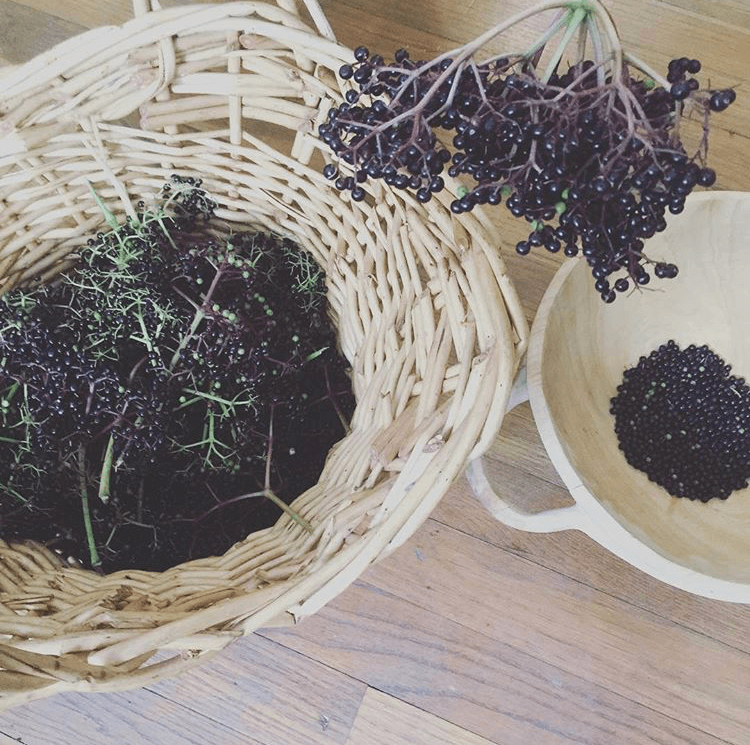 Elderberries in basket and branch of berries