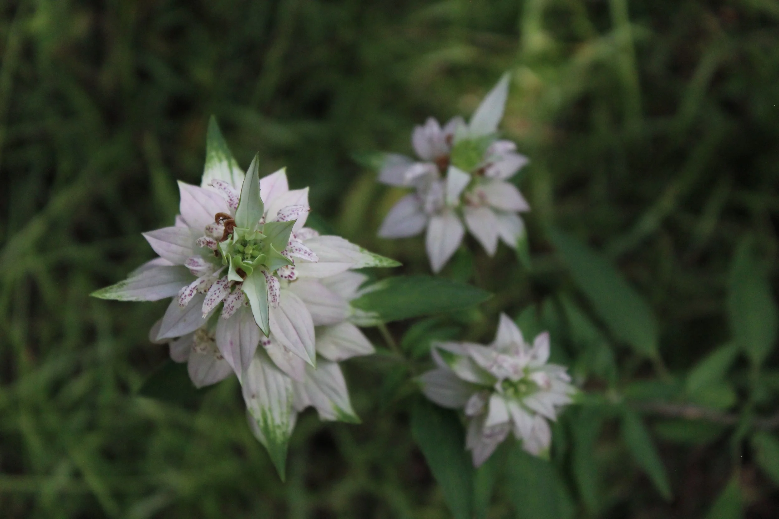 Bee balm flowers