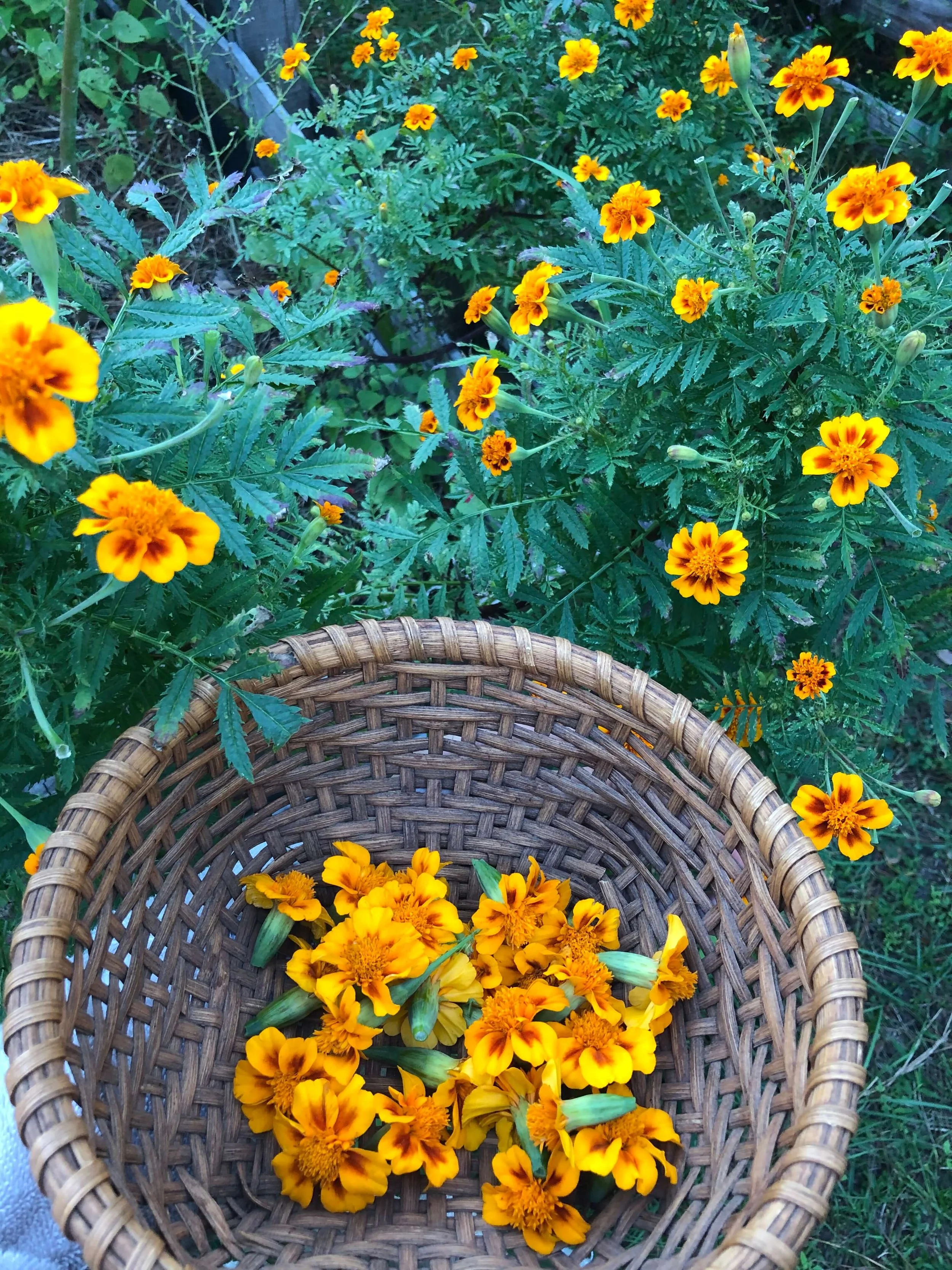 Marigold plants and flowers in a basket
