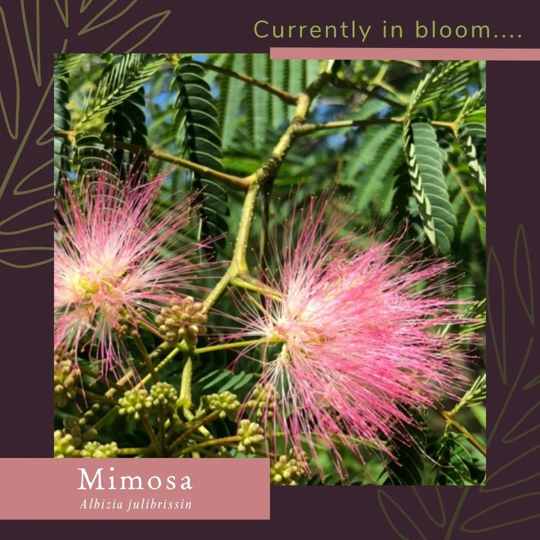 Currently in bloom and our newest mini-course in our North Florida Herb Studies, Albizia julibrissin aka Mimosa, the tree of collective happiness. 
 
Throughout this month, you may notice these pink flowers in bloom around town. This tree is actually