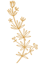 A drawing of a yellow and green flowering plant with multiple small flowers and leaves.