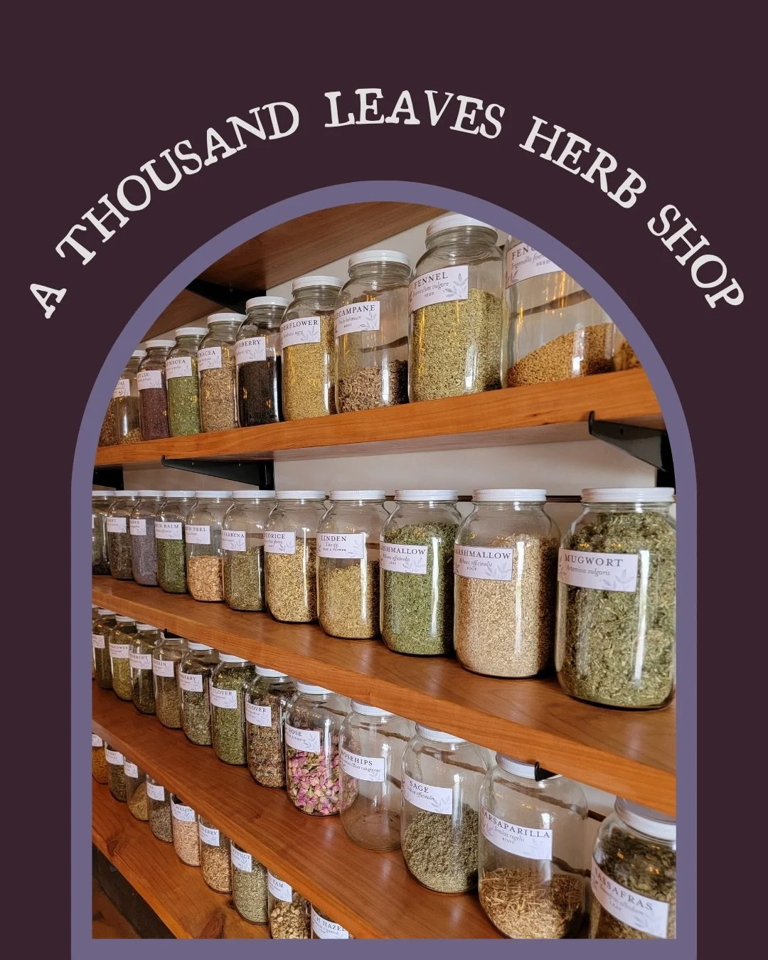 Who we are 🌿 What we believe 💚 Where we&rsquo;re rooted ✨

A Thousand Leaves is a brick and mortar herb shop in Gainesville, FL held down by herbalists with clinical experience. From supplying you with high-quality herbs and handcrafted remedies to