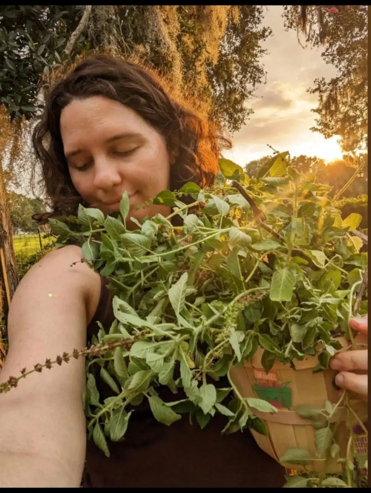 A little love letter to Tulsi 🌿

Hi, I&rsquo;m Jane! I&rsquo;m helping my dear friend LeAnn with social media while she&rsquo;s away, and I had the pleasure of taking her Beginners Herbal Program. I wanted to share a little love for tulsi, one of my