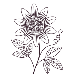 A line drawing of a passionflower with large leaves, a long stem, and curly vine.