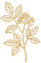 Illustration of a flowering plant with leaves and blossoms