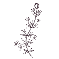 Silhouette of a sprig of thyme with small leaves and flowers