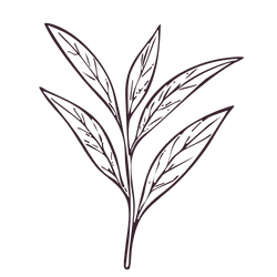 A simple line drawing of a sprig with multiple elongated leaves.