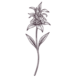 Silhouette of a flower with a leafy stem and a spiky bloom