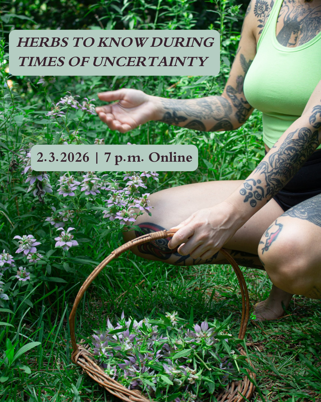 Herbs to Know for Times of Uncertainty 