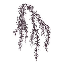 Illustration of hanging purple seaweed or aquatic plant with frond-like branches.
