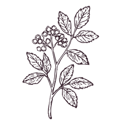 A sketch of a plant with multiple leaves and small buds or berries on its branches.