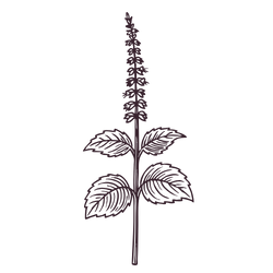 Illustration of a plant with purple flowers and leaves