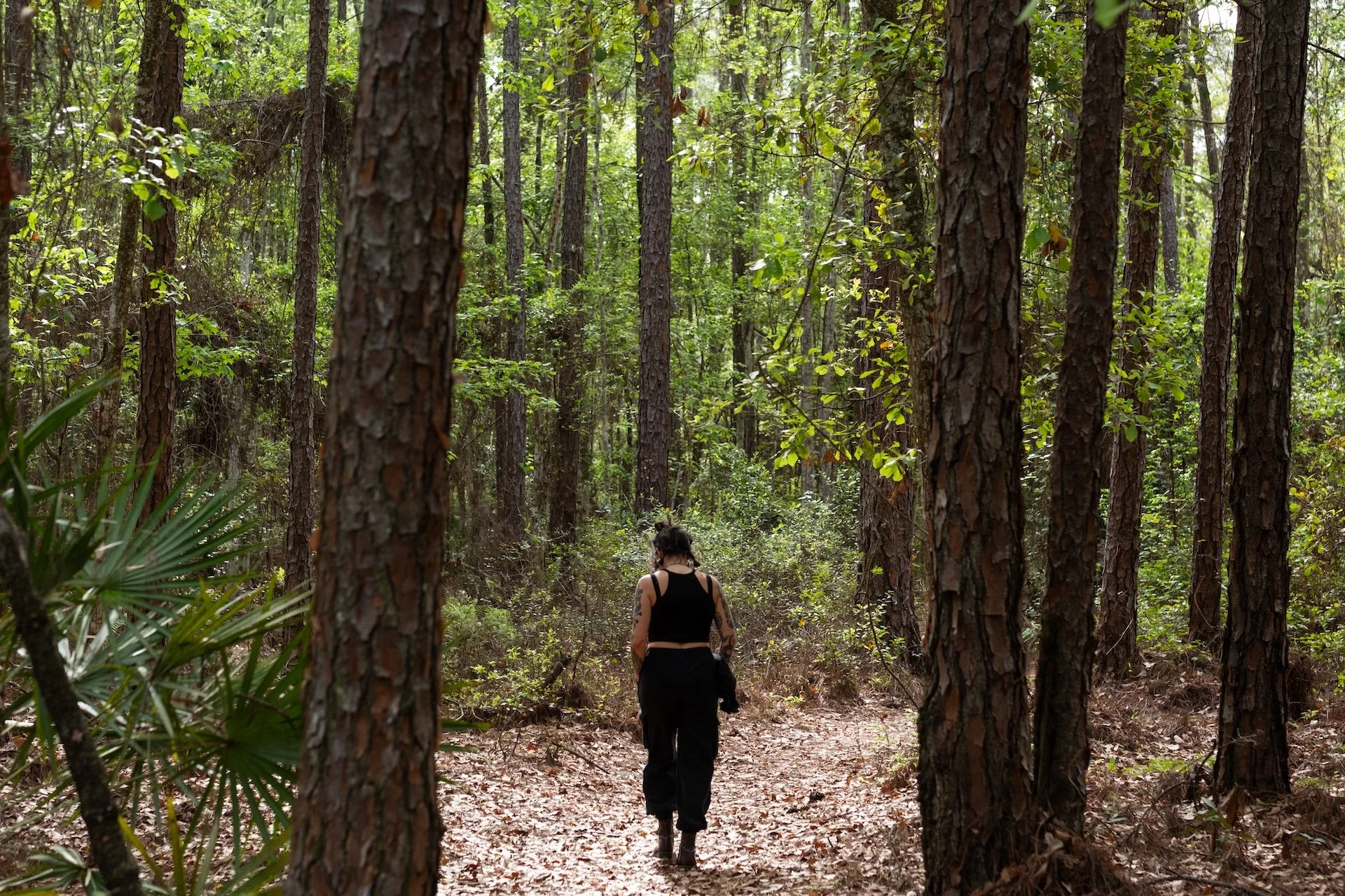Person walking along a forest trail surrounded by tall pine trees and green foliage.