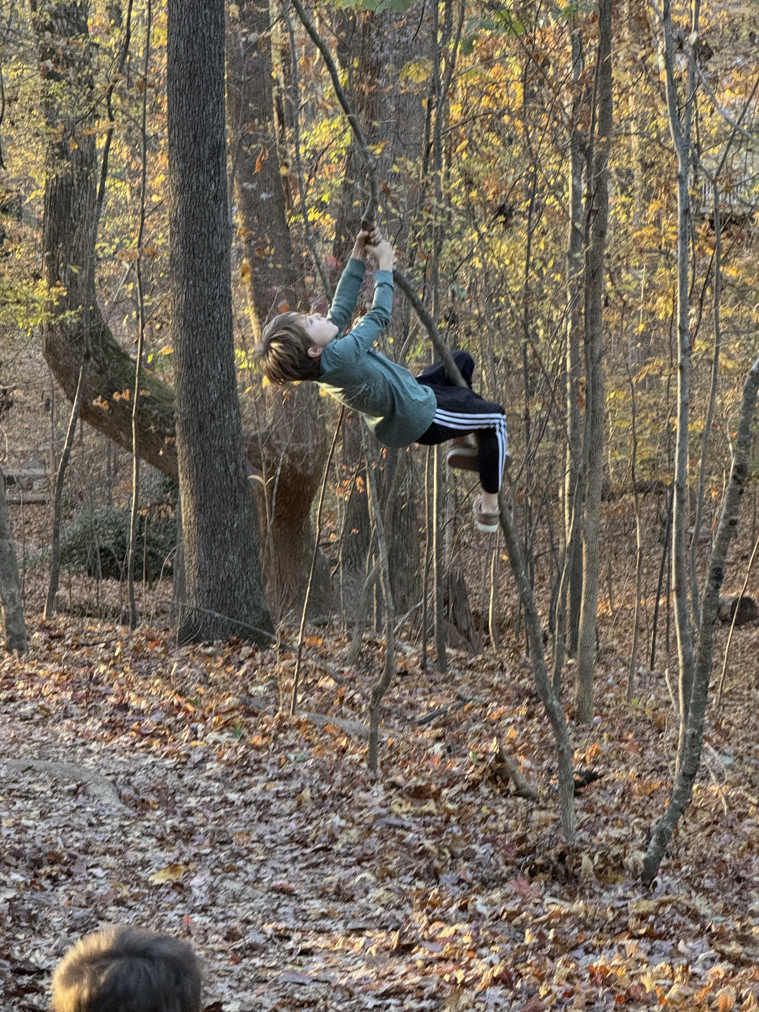 boy climbing tree