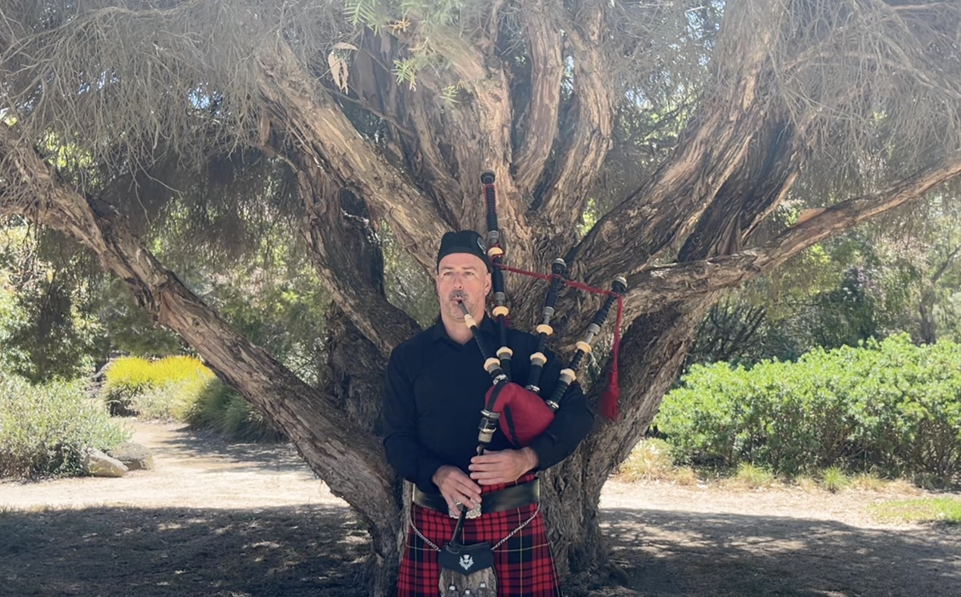 A man dressed in a black shirt and red tartan kilt, playing bagpipes in front of a large tree with thick, twisted branches.