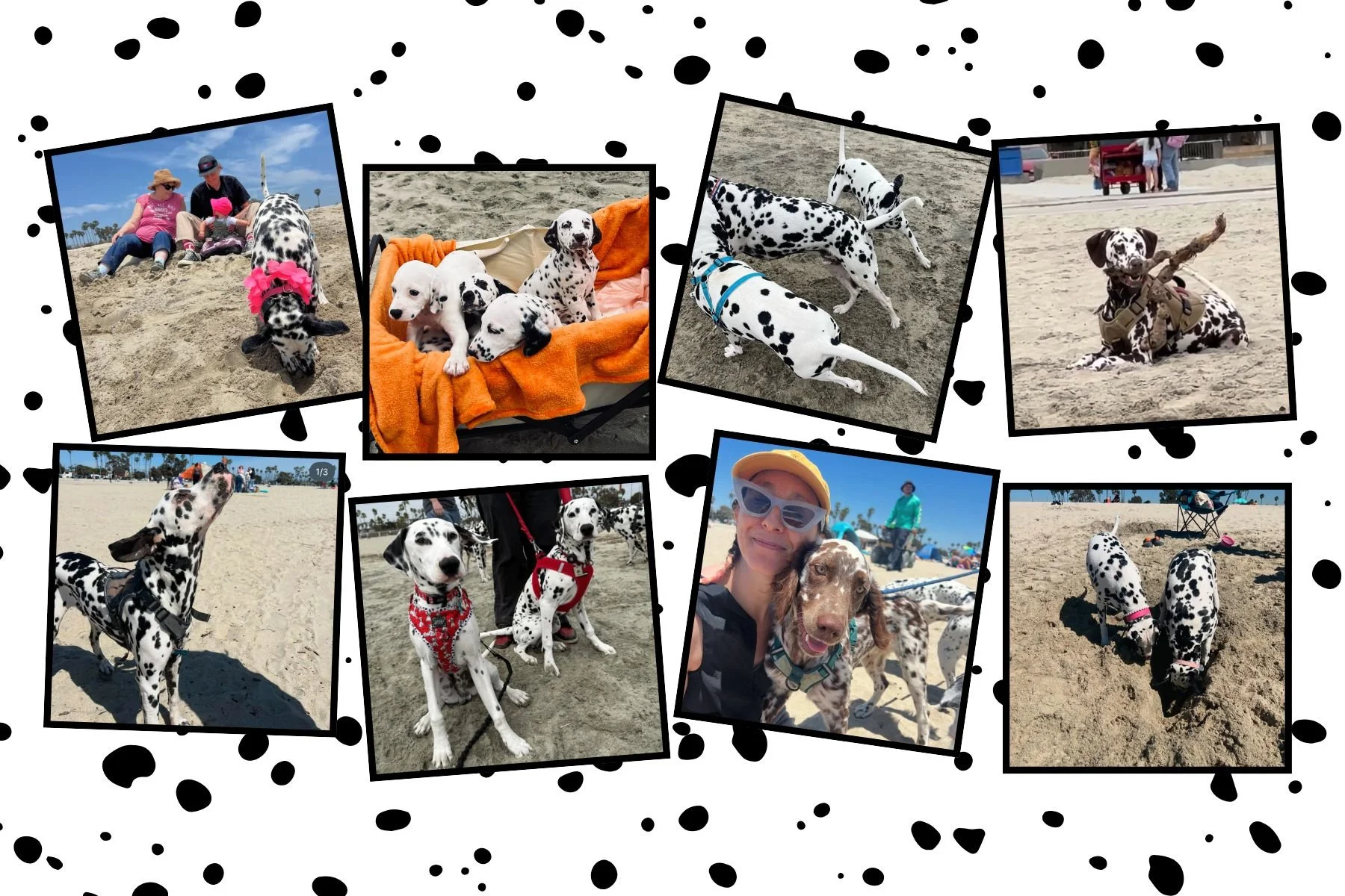 Collage of photos featuring Dalmatian puppies at the beach, playing and resting on sand, with some in harnesses and others on leashes. Some photos show people with the dogs, including women, a woman taking selfie with a dog, and groups of people enjoying the beach.