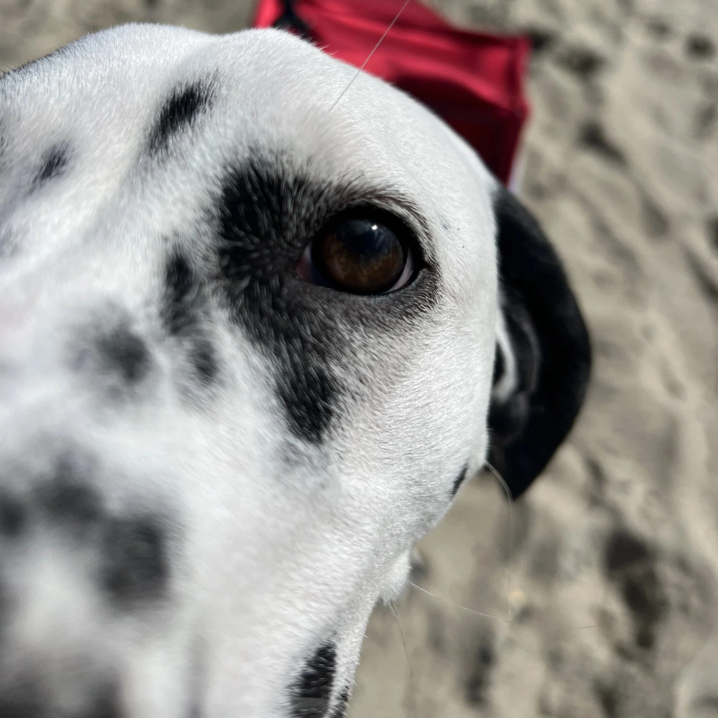 Close-up of a Dalmatian dog's face with black spots on white fur, focusing on its brown eye, on a sandy background.