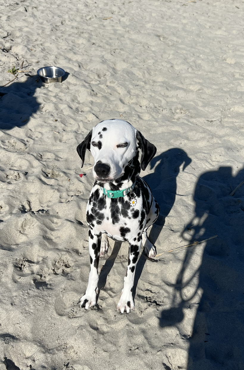 Dalmatian Meet Up