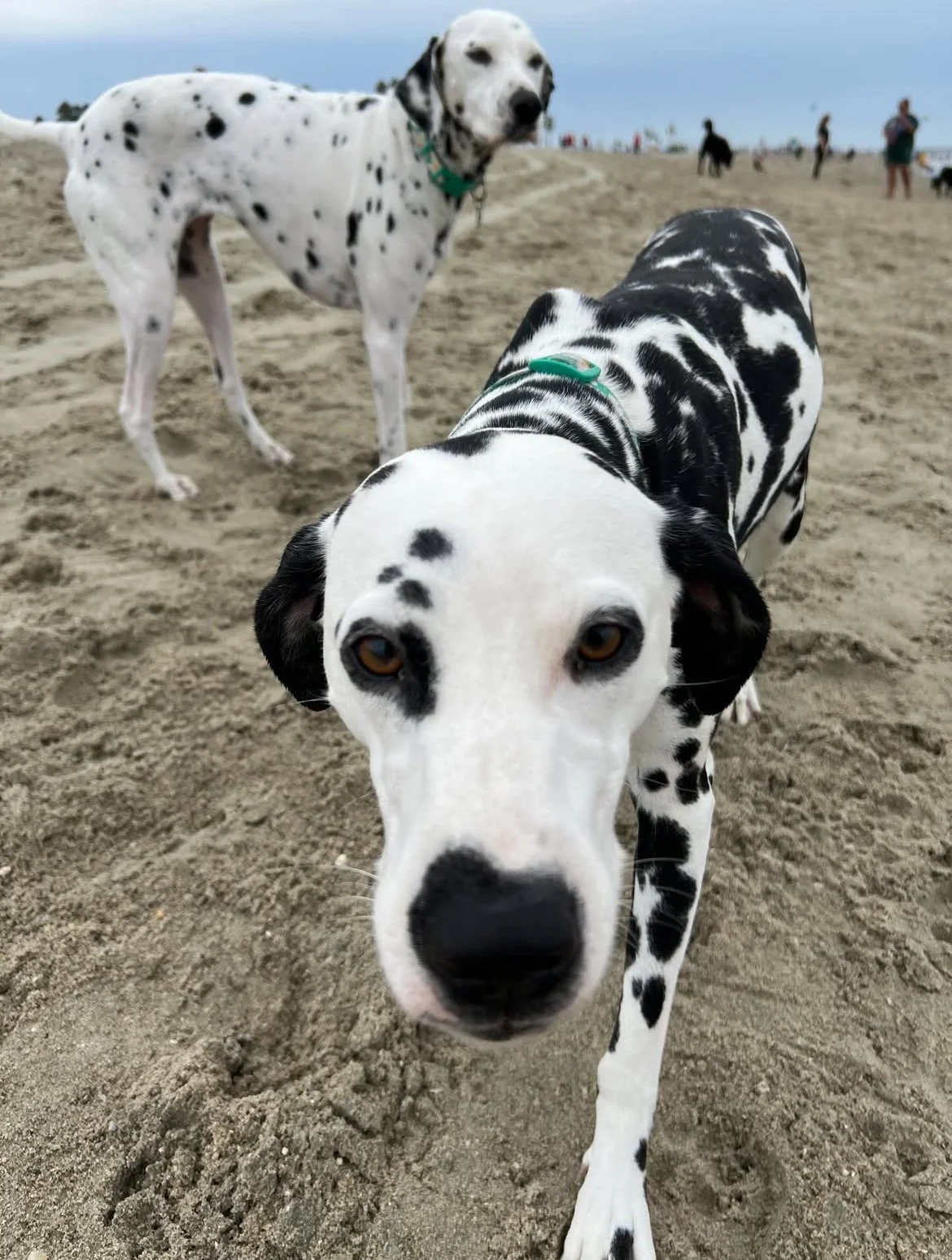 Close-up of two Dalmatian dogs on a sandy beach, with one dog in the foreground and the other in the background, and people walking in the distance under an overcast sky.