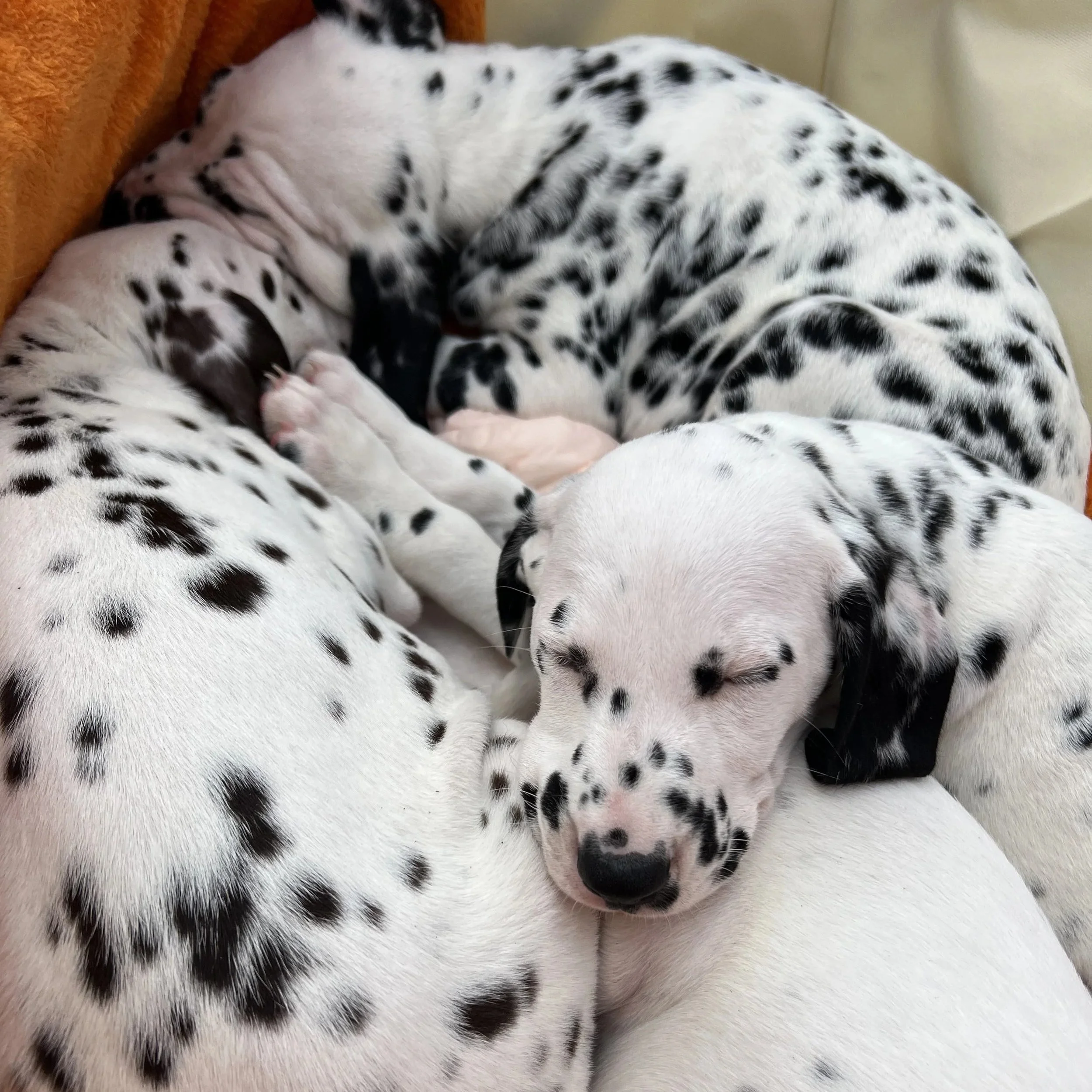 A group of Dalmat puppies sleeping closely together.