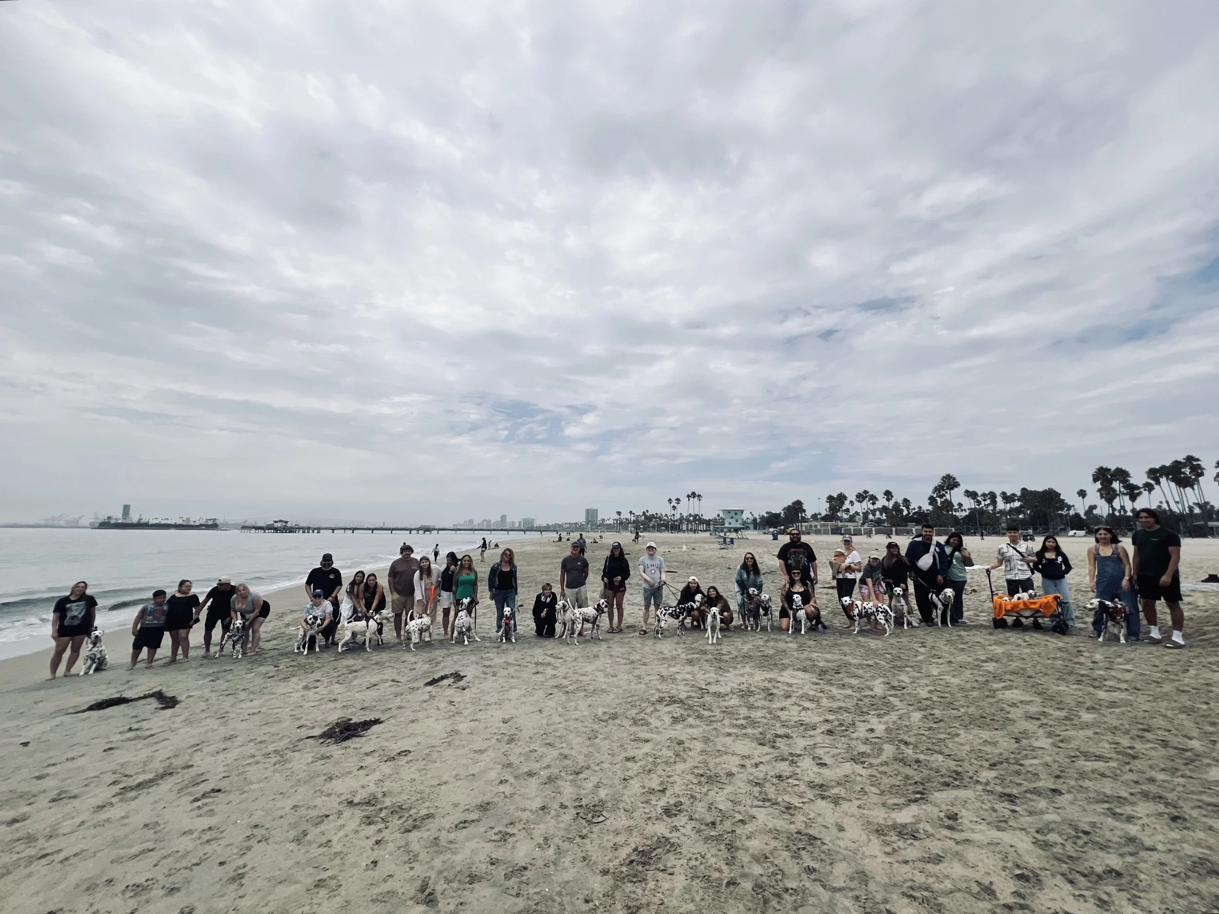 Group of people and dogs on a sandy beach under a cloudy sky, with palm trees and distant buildings in the background.