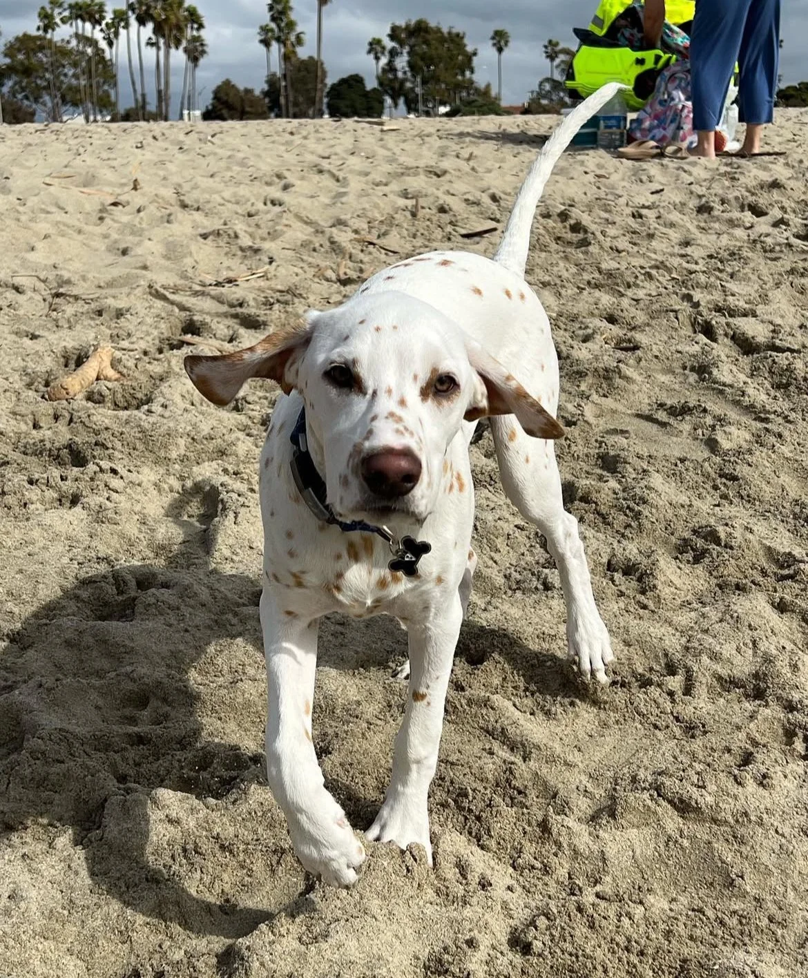 A white and brown spotted dog with floppy ears playing or running on a sandy beach.