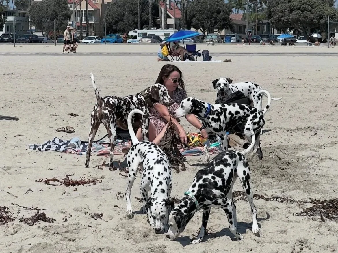 A woman on a beach sitting on a blanket surrounded by five Dalmatian dogs, with some dogs sniffing the sand and one near her. In the background, there are people, umbrellas, trees, and parked cars.