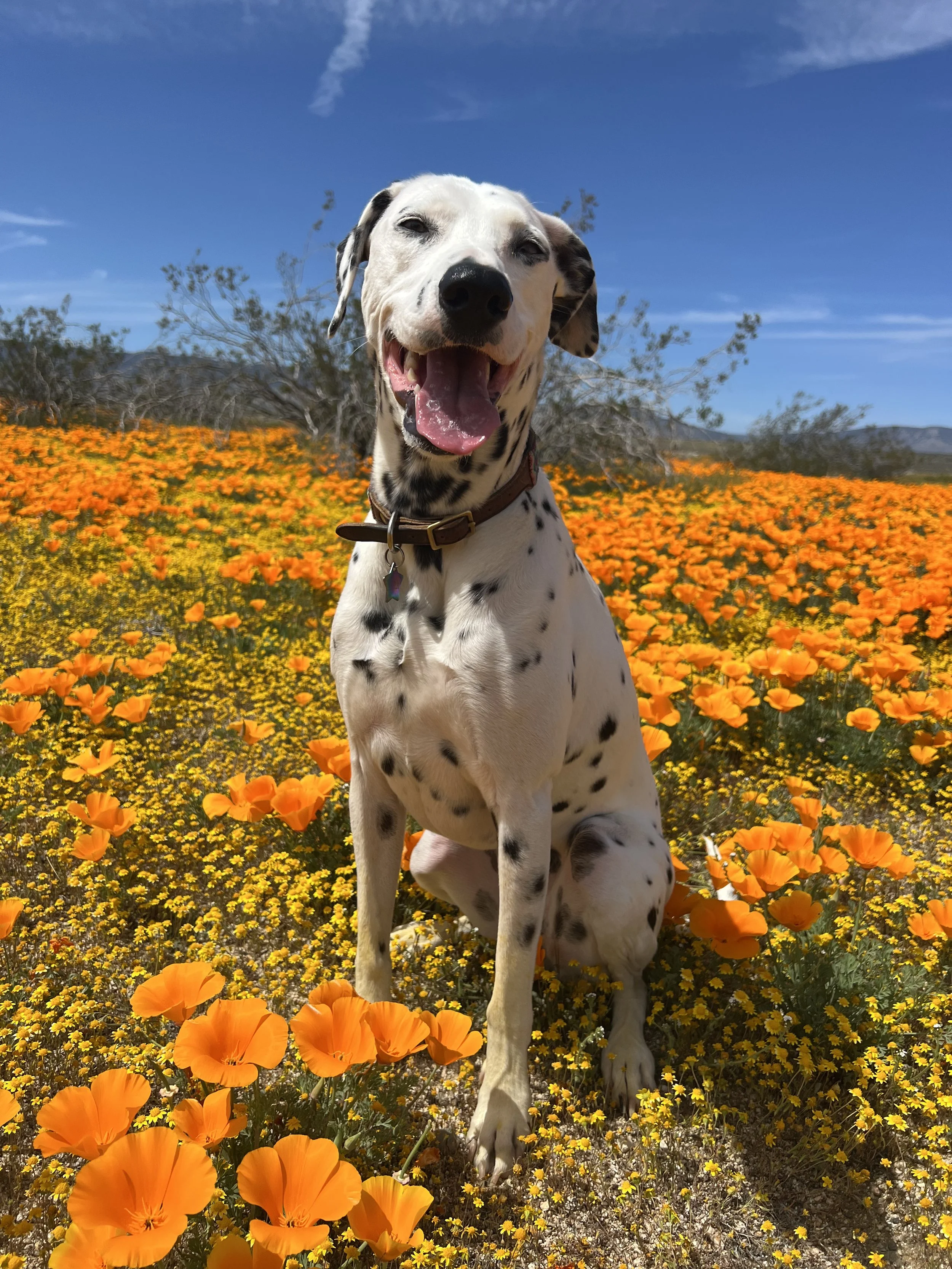 A happy Dalmatian dog sitting in a field of orange and yellow flowers under a blue sky.