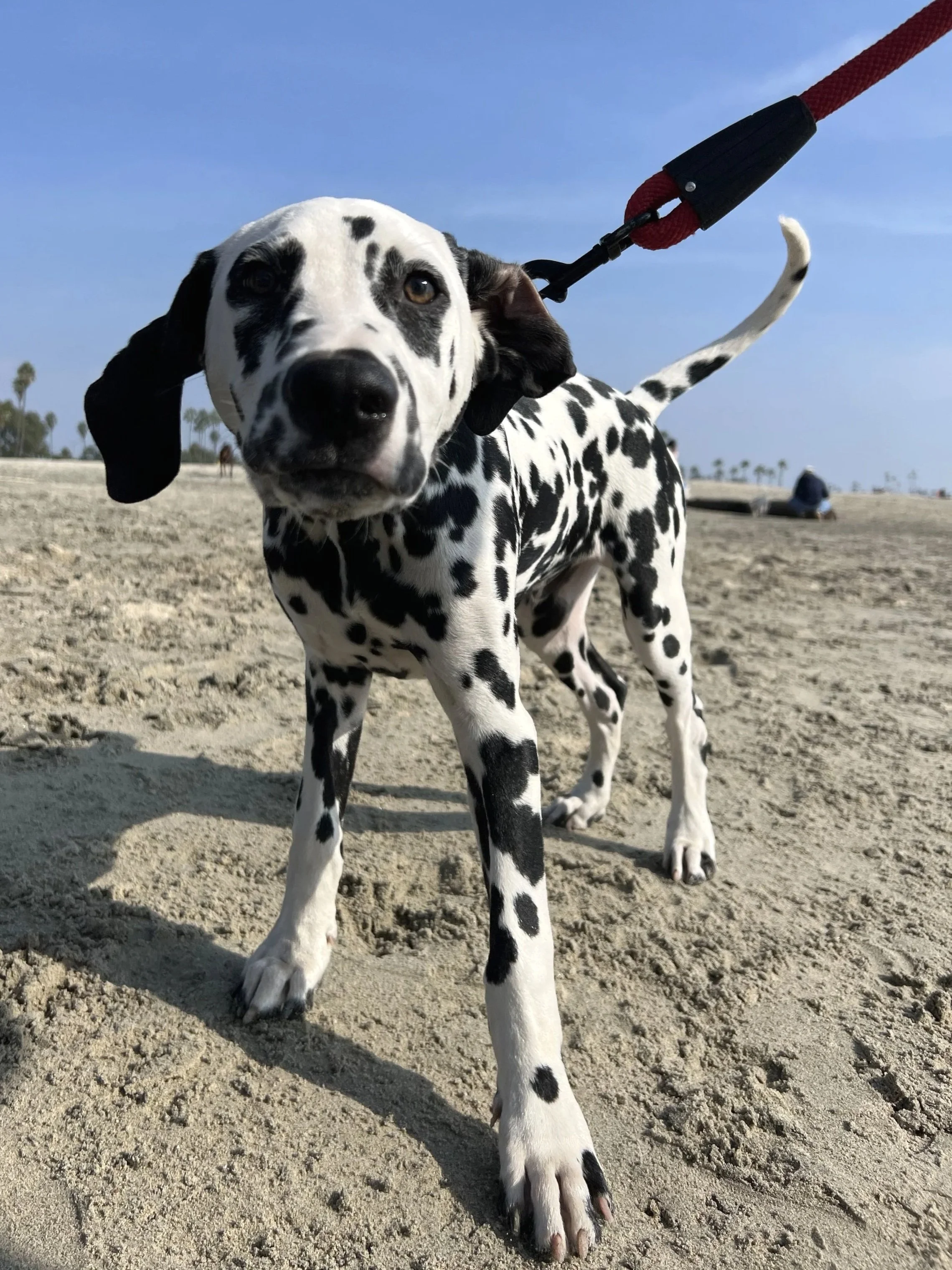 A Dalmatian puppy on a leash walking on sandy ground at the beach with palm trees and a clear blue sky in the background.