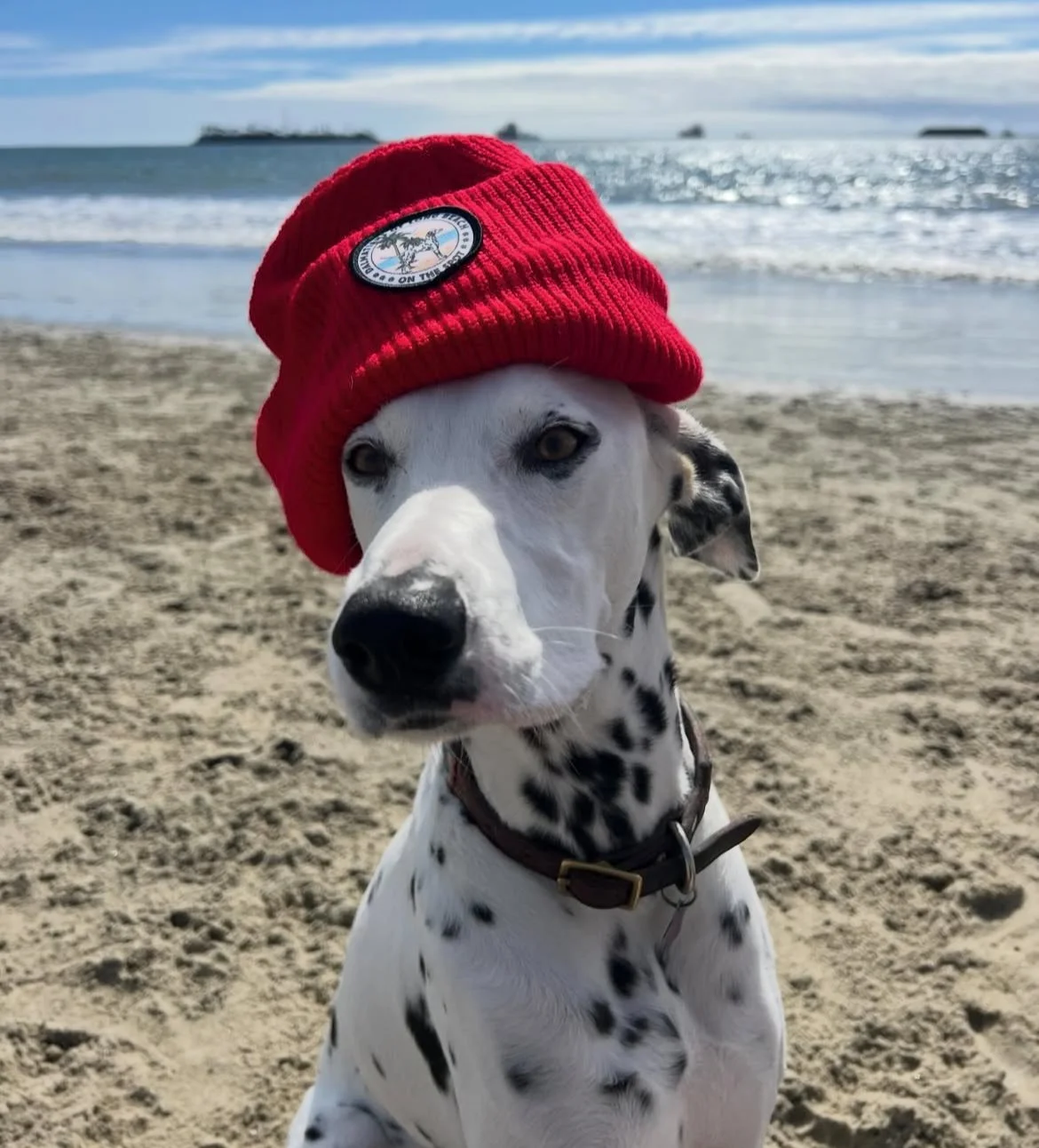Dog with black and white coat wearing a red knit beanie on a sandy beach with ocean and cloudy sky in the background.