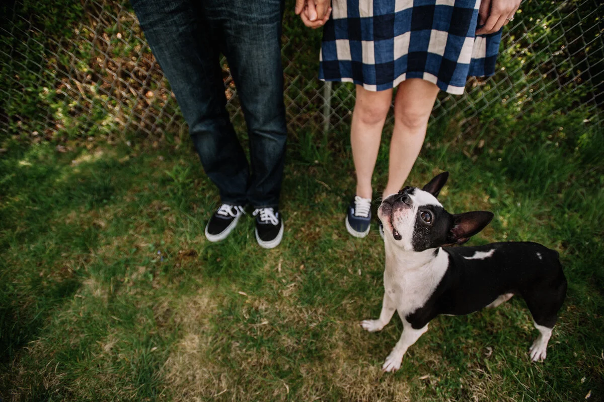 A black and white French Bulldog looking up near two people standing in front of a chain-link fence on a grassy yard.
