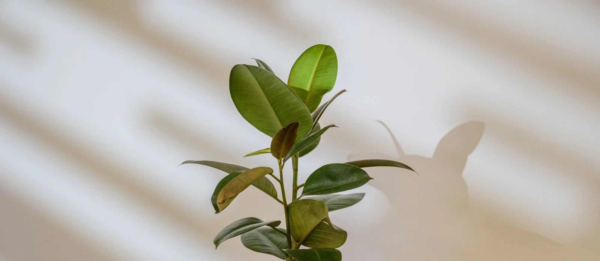 Close up of plant in therapy office