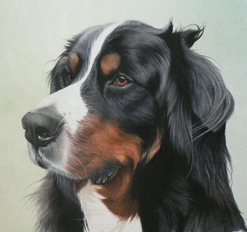 Bernese Mountain Dog