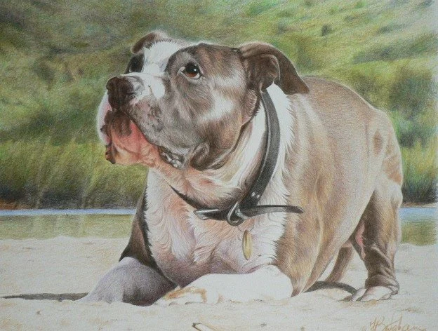 Staffie