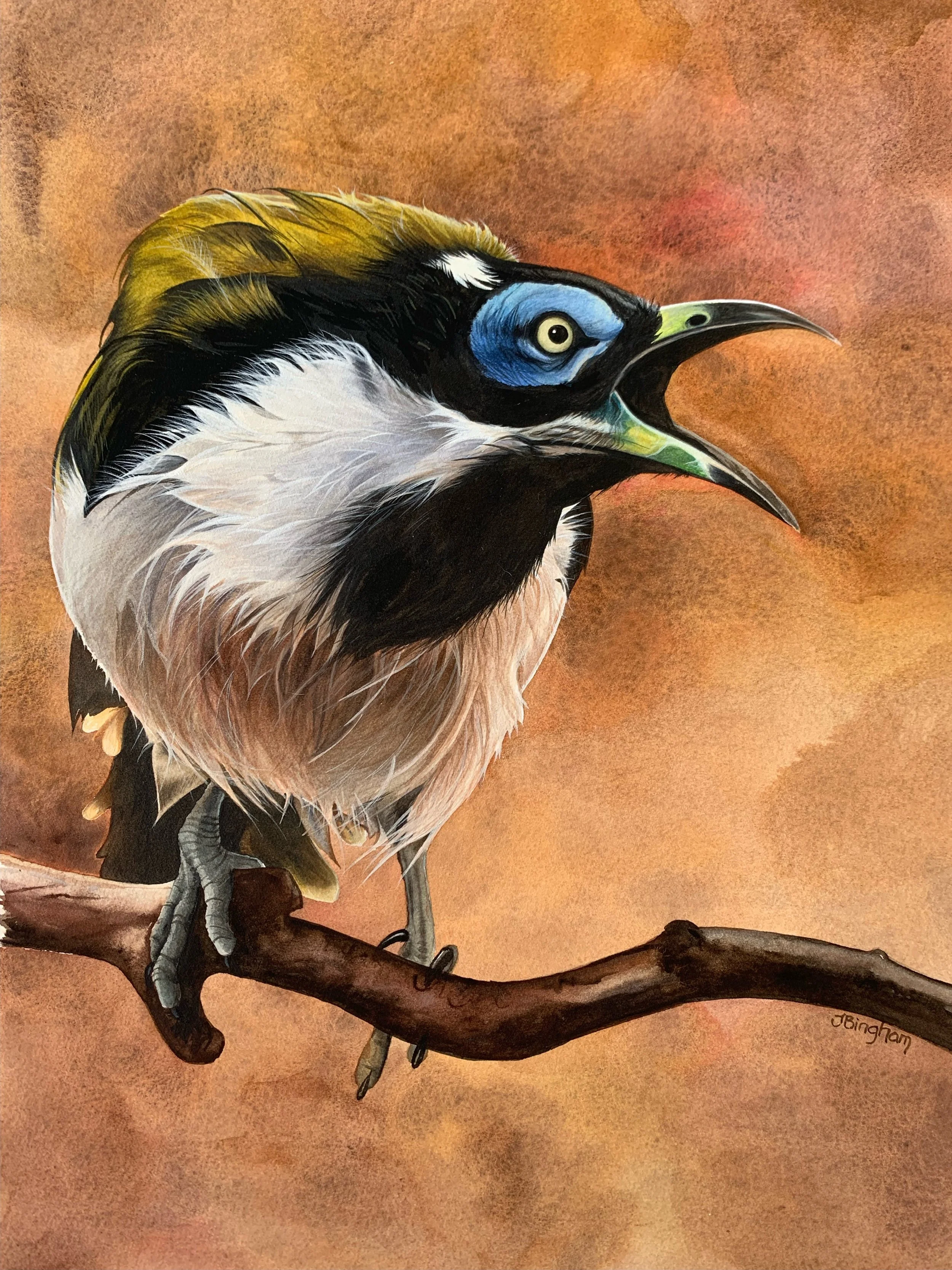 Blue-eyed Honeyeater in watercolour