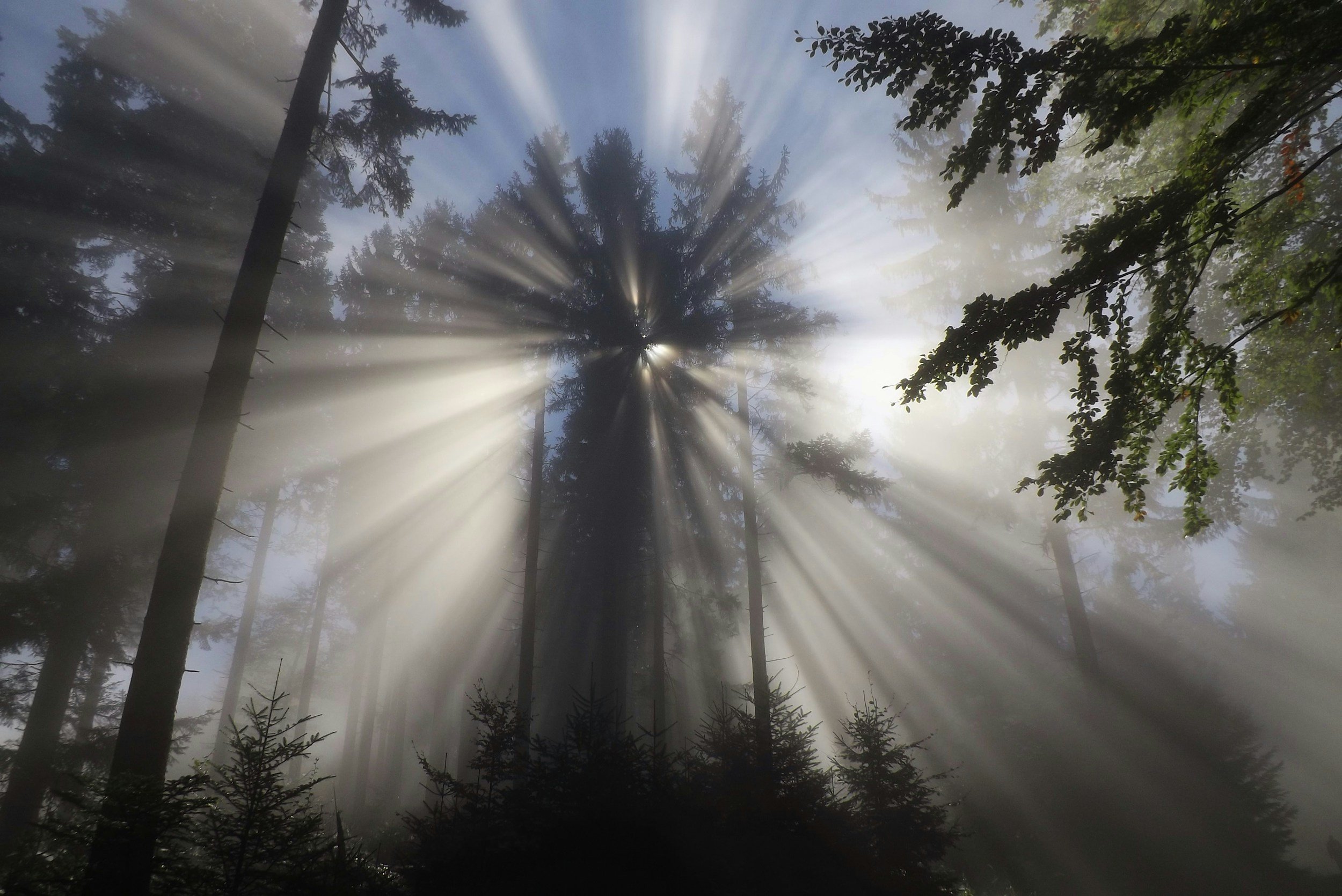 Sunlight streaming through tall trees in a quiet forest.