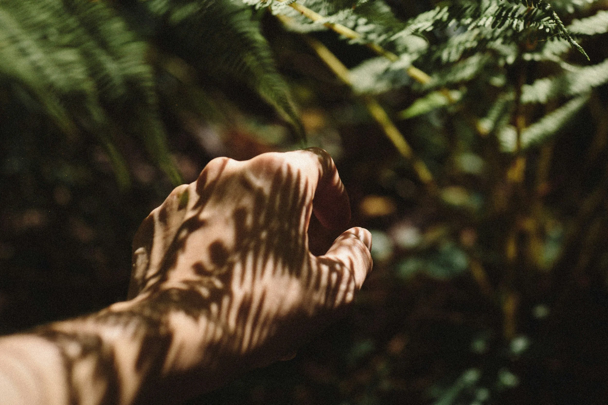 Hand reaching toward green foliage in a sunlit forest.